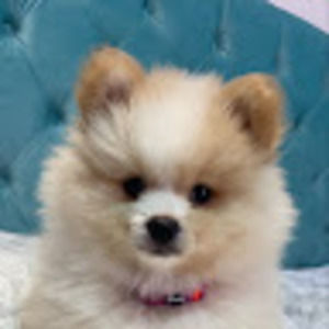 Meet your Posher, Camila